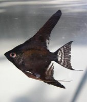 Maanvis black